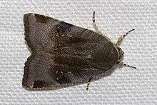 Noctua.janthina.7349.jpg