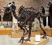 Oxford Edmontosaurus.jpg