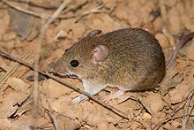 Ratinho do Cerrado.jpg