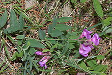 Vicia americana 5828.JPG