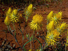 Waitzia acuminata 2.jpg