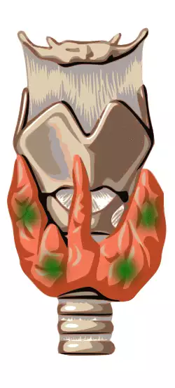 Parathyroid es.svg