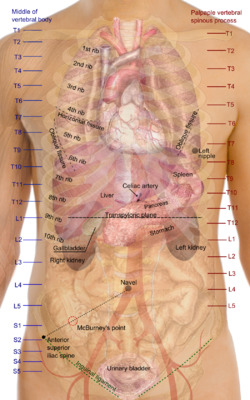Surface projections of the organs of the trunk.png