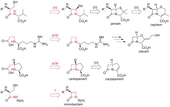 Overview of biosynthetic routes to the different classes of β-lactam compounds.