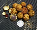 Dimocarpus longan males F 070203 035 ime ed.jpg
