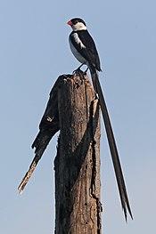 Pin-tailed whydah (Vidua macroura) breeding male.jpg