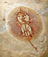 Cyclobatis major 1.JPG