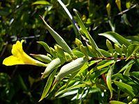 Gelsemium sempervirens6.jpg