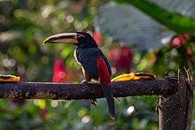 20180818-Pale-mandibled aracari at Bosque Protector Mindo – Nambillo.jpg