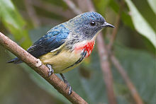 Fire-breasted Flowerpecker Khangchendzonga National Park West Sikkim Sikkim India 29.10.2015.jpg