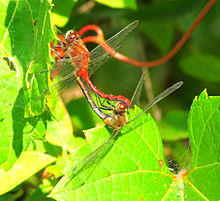 White-faced Meadowhawks in wheel position, Shirleys Bay.jpg