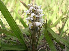 Zeuxine strateumatica (Panoso).jpg