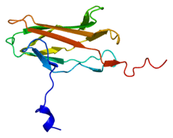 Protein RUNX2 PDB 1cmo.png