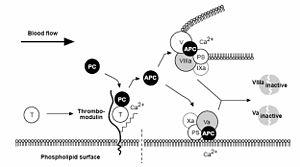 Protein C anticoagulant.jpg