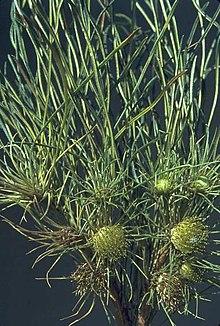 Banksia subulata.jpg