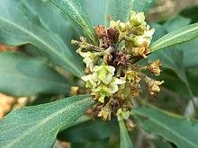 Euclea divinorum, blomme, Manie van der Schijff BT, a.jpg
