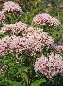 Eupatorium cannabinum (xndr).jpg