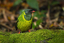 Green-and-black Fruiteater - Colombia S4E1819.jpg