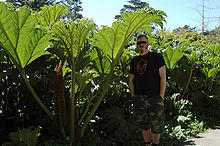 Gunnera tinctoria 2.jpg