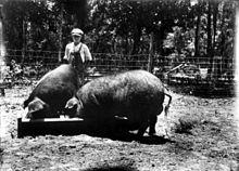 Poland China pigs in Florida