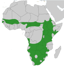 Red billed quelea map.svg