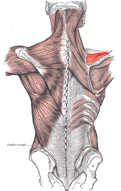 Supraspinatus.PNG