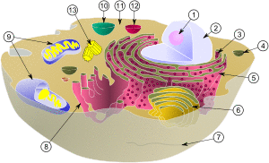 color diagram of cell as bowl