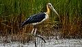 Lesser adjutant.jpg