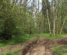 2011 - Track through Asham Wood (geograph 2357700).jpg