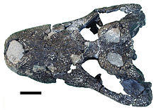 Allodaposuchus precedens.jpg
