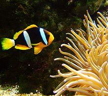 Amphiprion clarkii.jpg