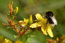 Bombus soroeensis - Hypericum maculatum - Keila.jpg
