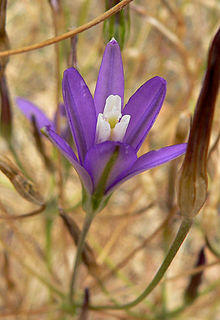 Brodiaea californica ssp leptandra 1.jpg