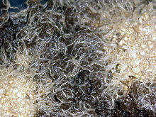 Enchytraeus colony.jpg