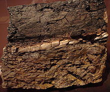 A dark brown slab of rock with a whitish stripe across the middle