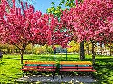 Leslieville's iconic multi-colour benches.jpg