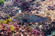 Maragota (Labrus bergylta), isla de Mouro, Santander, España, 2019-08-15, DD 55.jpg
