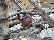 Orang-Utan-Baby Muenster.JPG