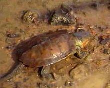 Platysternon megalocephalum.jpg