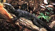 Varanus olivaceus 2.JPG