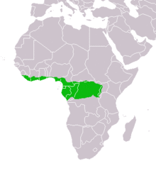 Water Chevrotain Distribution Map.png