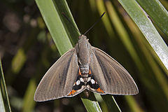 Paysandisia Archon-20130730.jpg