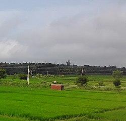 Paddy fields in K.R.Nagar