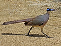 Red-capped Coua RWD2.jpg