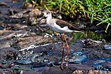 Birds MG 8546 (6512014907).jpg