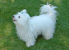 Coton de Tuléar puppy