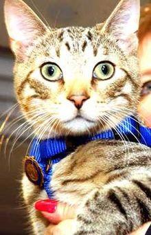 Fred undercover kitty.jpg
