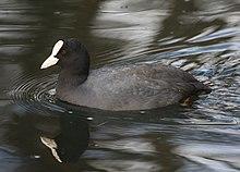 Fulica atra southampton.JPG
