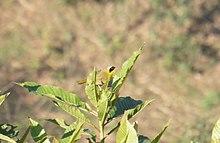 Geothlypis nelsoni 32006196 (cropped).jpg