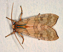 Halysidota tessellarisPCCA20050528-7821B.jpg